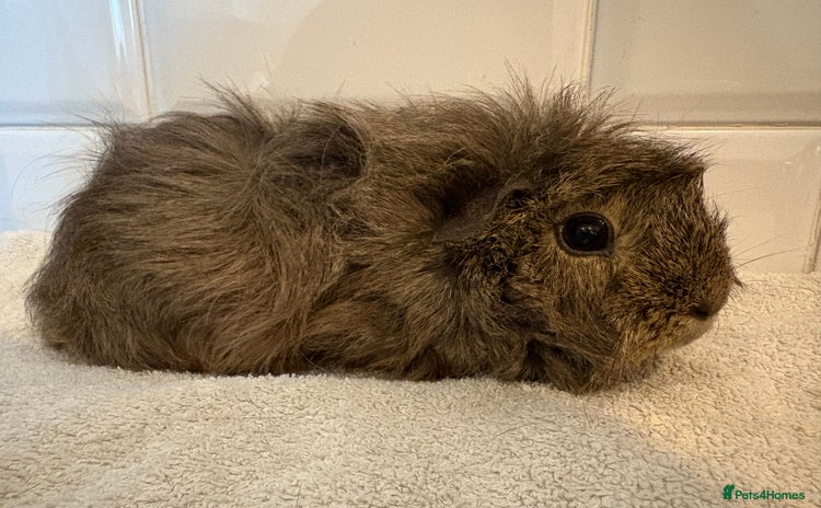 Guinea Pig rodents - Advert 5