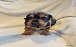 Dachshund dogs for sale: Standard Wire Haired Dachshunds  - Advert 2