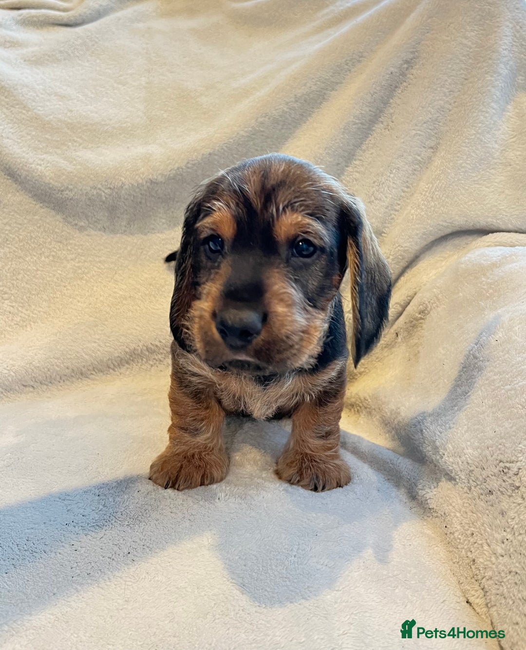 Dachshund dogs for sale: Standard Wire Haired Dachshunds  - Advert 2