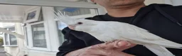 Cockatiels birds for sale: Super hand tamed baby cockatiels  - Advert 3