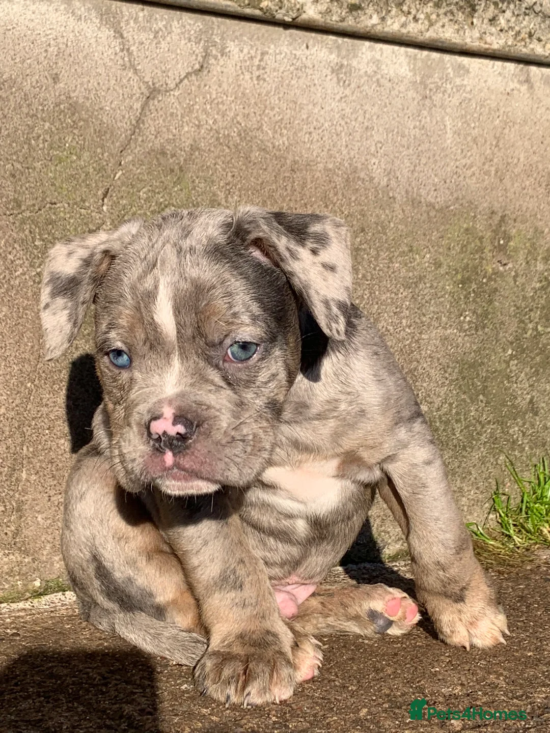 Olde English Bulldogge dogs for sale: Olde English bulldogges generational  - Advert 21