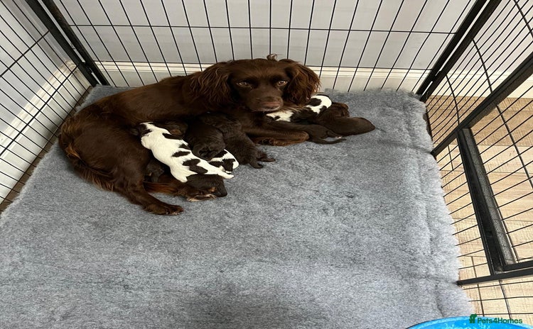 Cocker Spaniel dogs - Advert 11