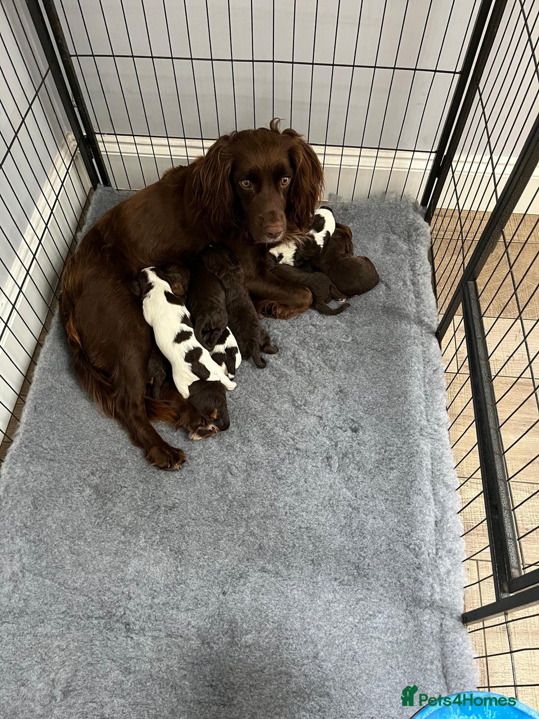 Cocker Spaniel dogs for sale: Beautiful working cocker spaniels  - Image 1
