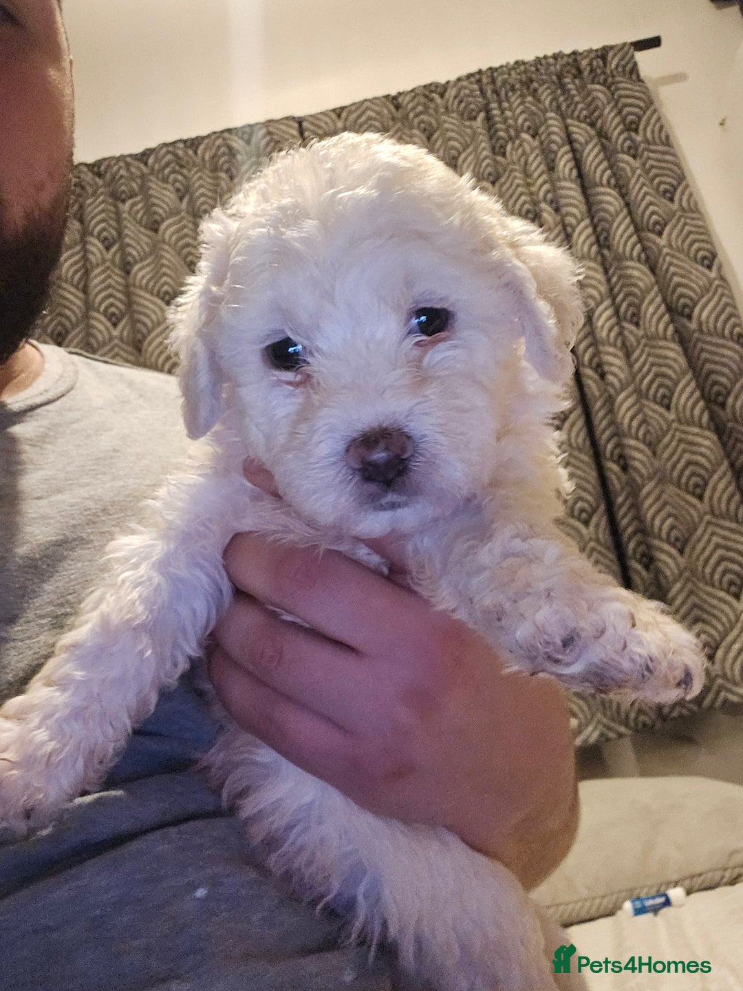 Bichon Frise dogs for sale: Bichon - Advert 2