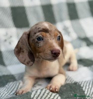 Miniature Dachshund dogs - Advert 4