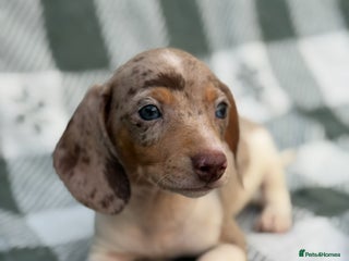 Miniature Dachshund dogs KC Reg Miniature Dachshund Puppies - Advert 7