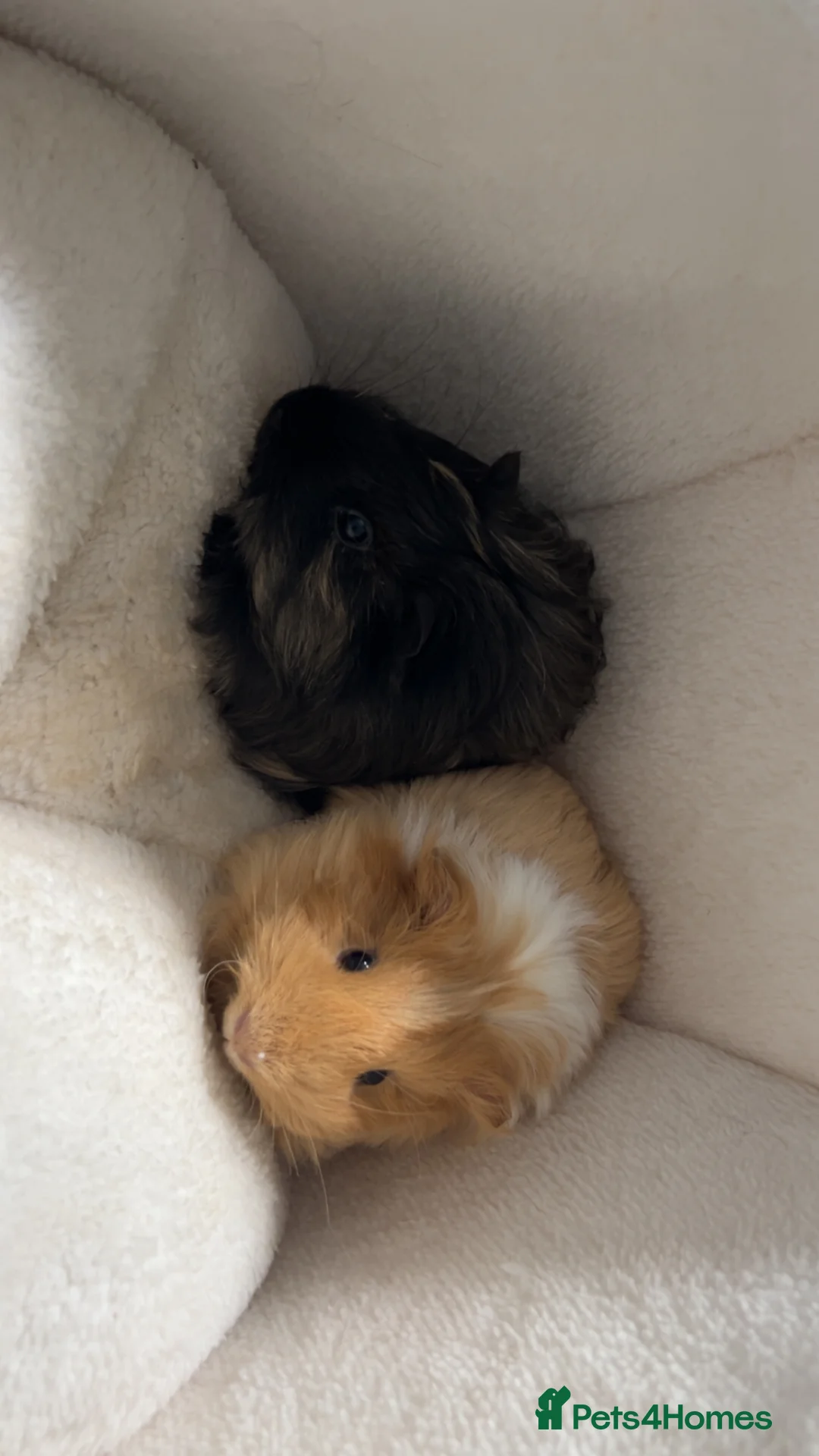 Guinea Pig rodents for sale: Two male Guinea pig brothers  - Advert 2