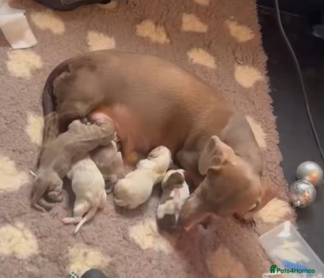 Miniature Dachshund dogs for sale: KC Registered Miniature Dachshund Puppies ❤️ - Advert 15