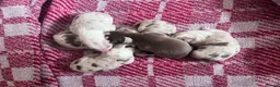 Border Collie dogs for sale: 6 Beautiful Red Merle puppies  - Advert 4