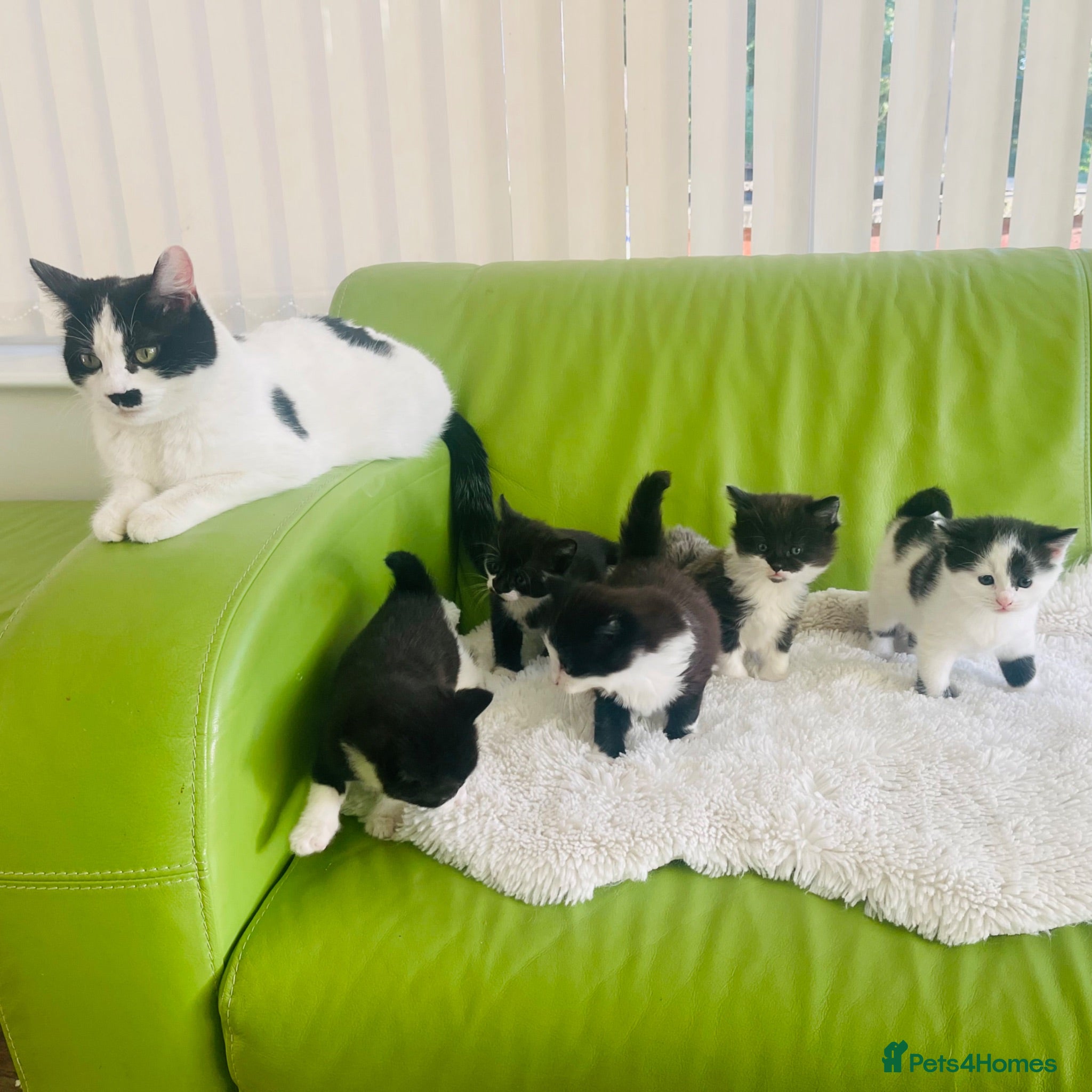 Mixed Breed cats Wonderful, clever, healthy Kittens for sale - Advert 1