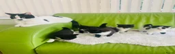 Mixed Breed cats for sale: Wonderful, clever, healthy Kittens for sale - Advert 3