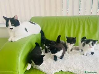 Mixed Breed cats Wonderful, clever, healthy Kittens for sale - Advert 1