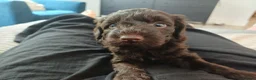 Mixed Breed dogs for sale: Stunning Maltipoo X Miniature Schnauzer - Advert 22