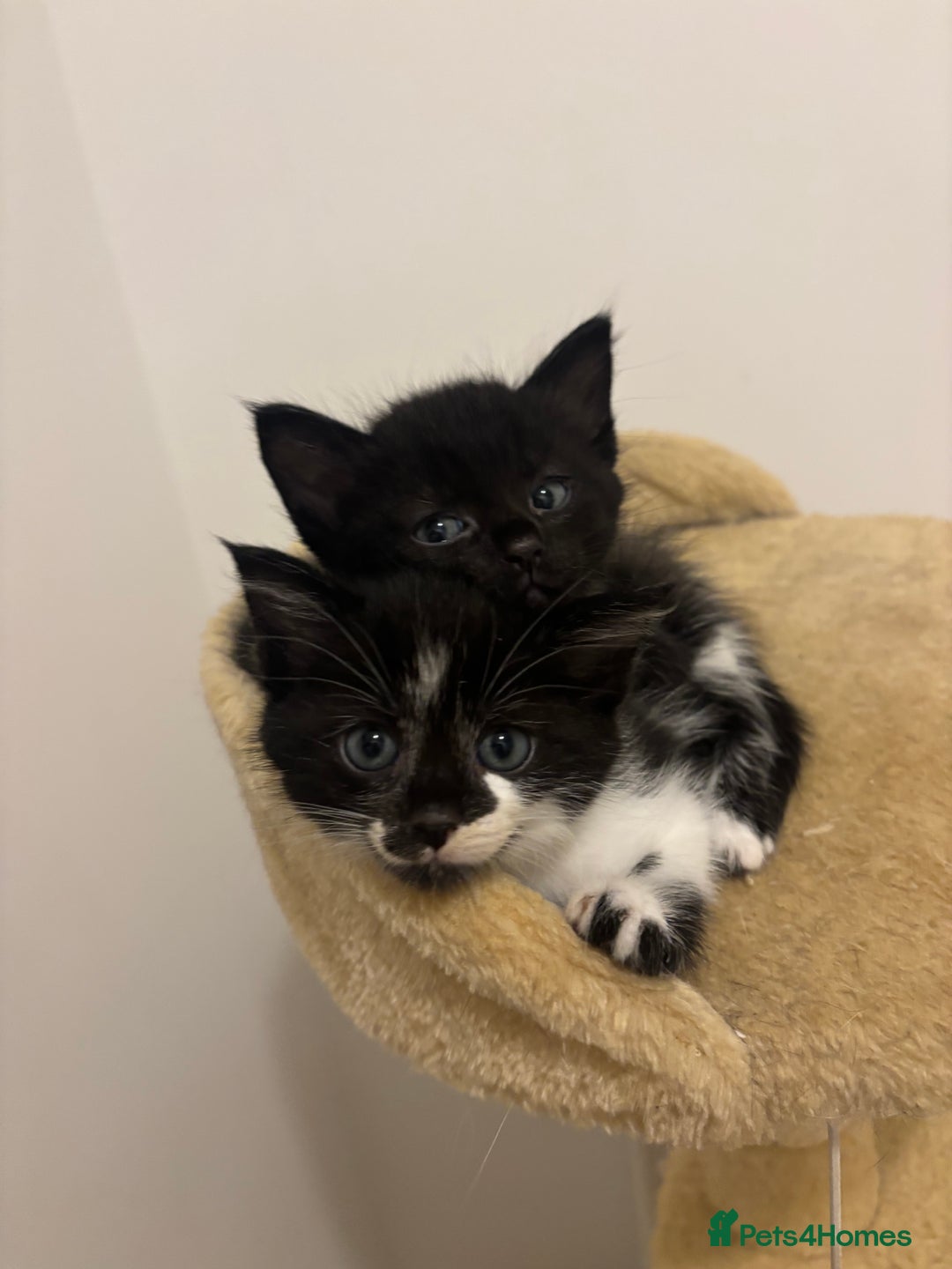 British Shorthair cats for sale: Kittens for sale  - Image 1