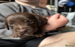 Mixed Breed dogs for sale: Weimardoodle - Image 2