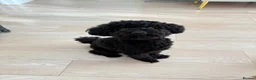 Toy Poodle dogs for sale: Male toy poodle for sale in New Malden - Advert 2