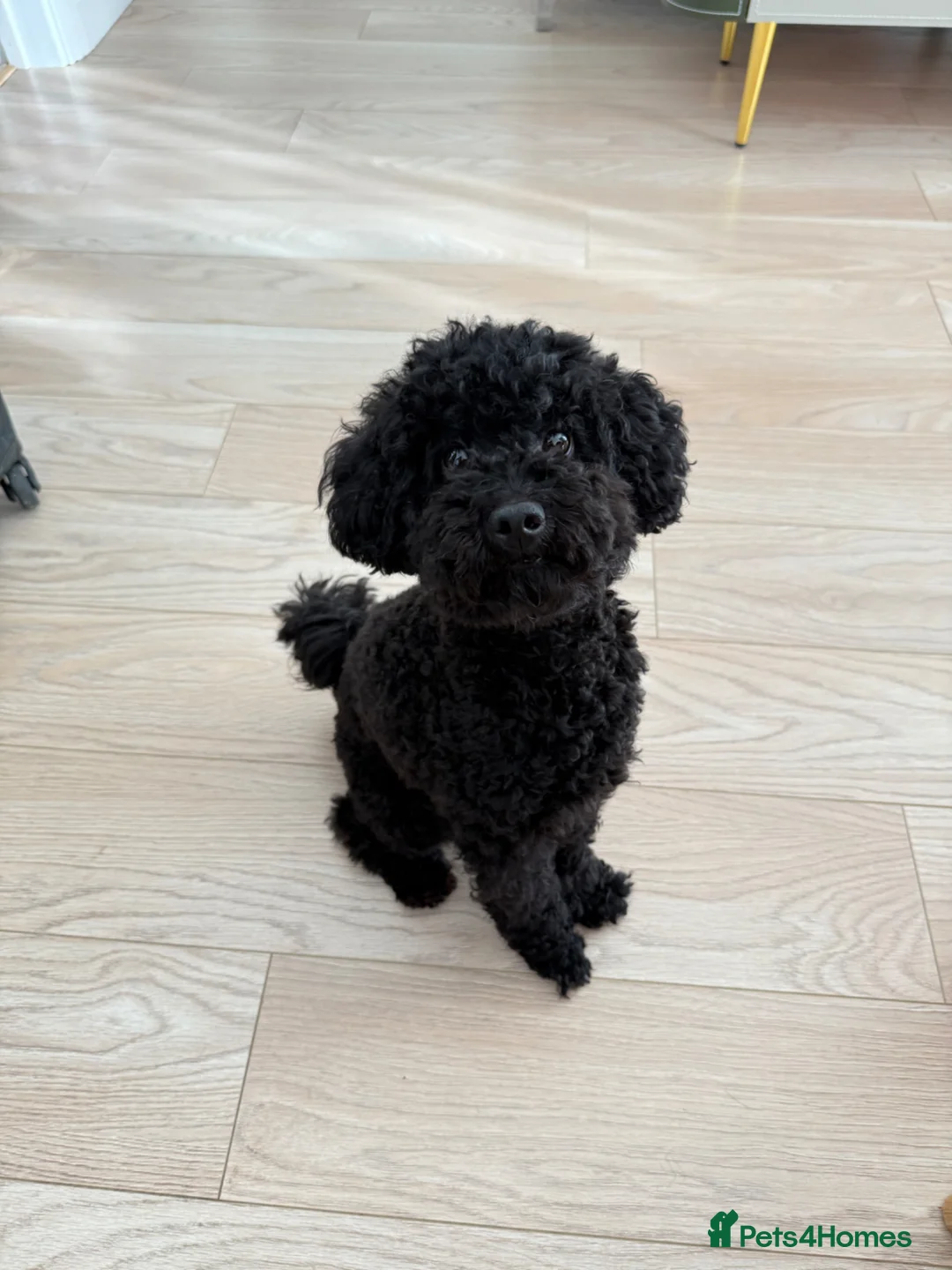Toy Poodle dogs for sale: Male toy poodle for sale in New Malden - Advert 2