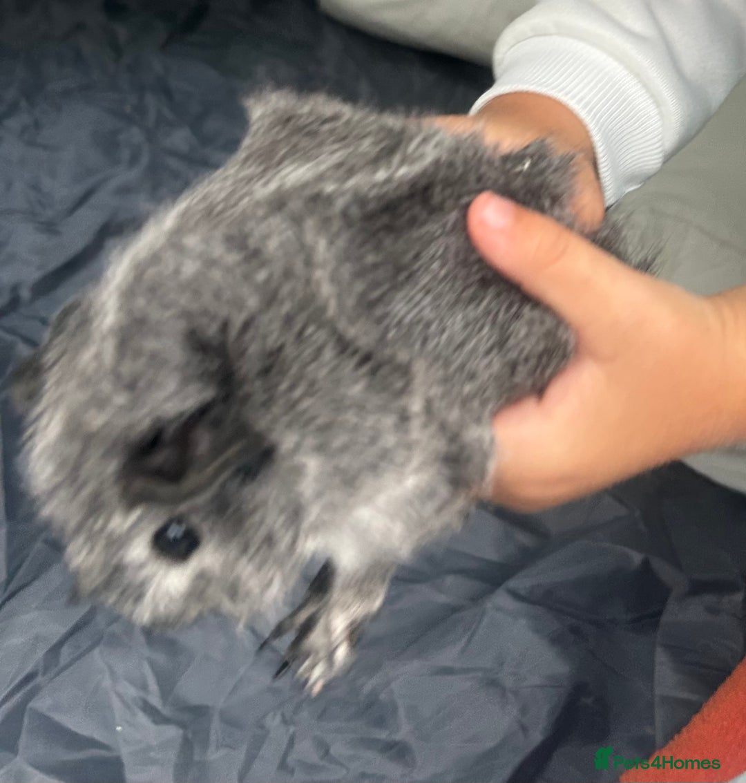 Guinea Pig rodents for sale: 3 male guinea pigs free to a loving home  - Image 3