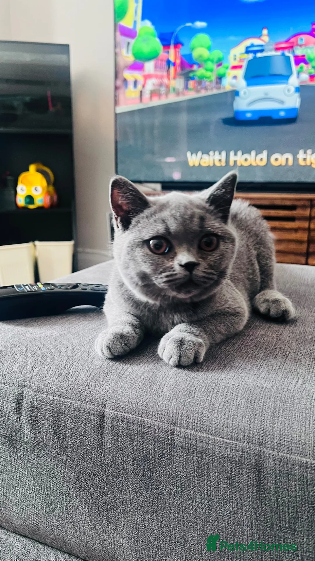 British Shorthair cats for sale: British short hair - Advert 2