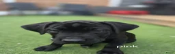 Cane Corso dogs for sale: Cane Coros Puppies For Sale  - Advert 4