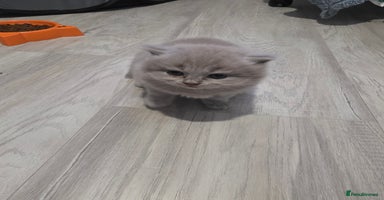 British Shorthair cats Beautiful GCCF register BSH and BLH - Advert 6