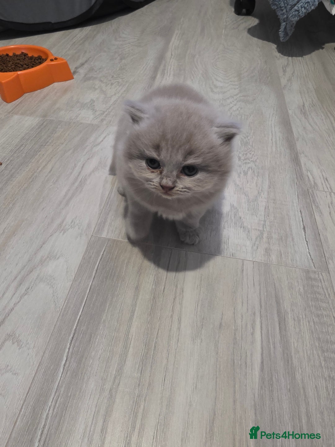 British Shorthair cats for sale: Beautiful GCCF register BSH and BLH - Advert 3