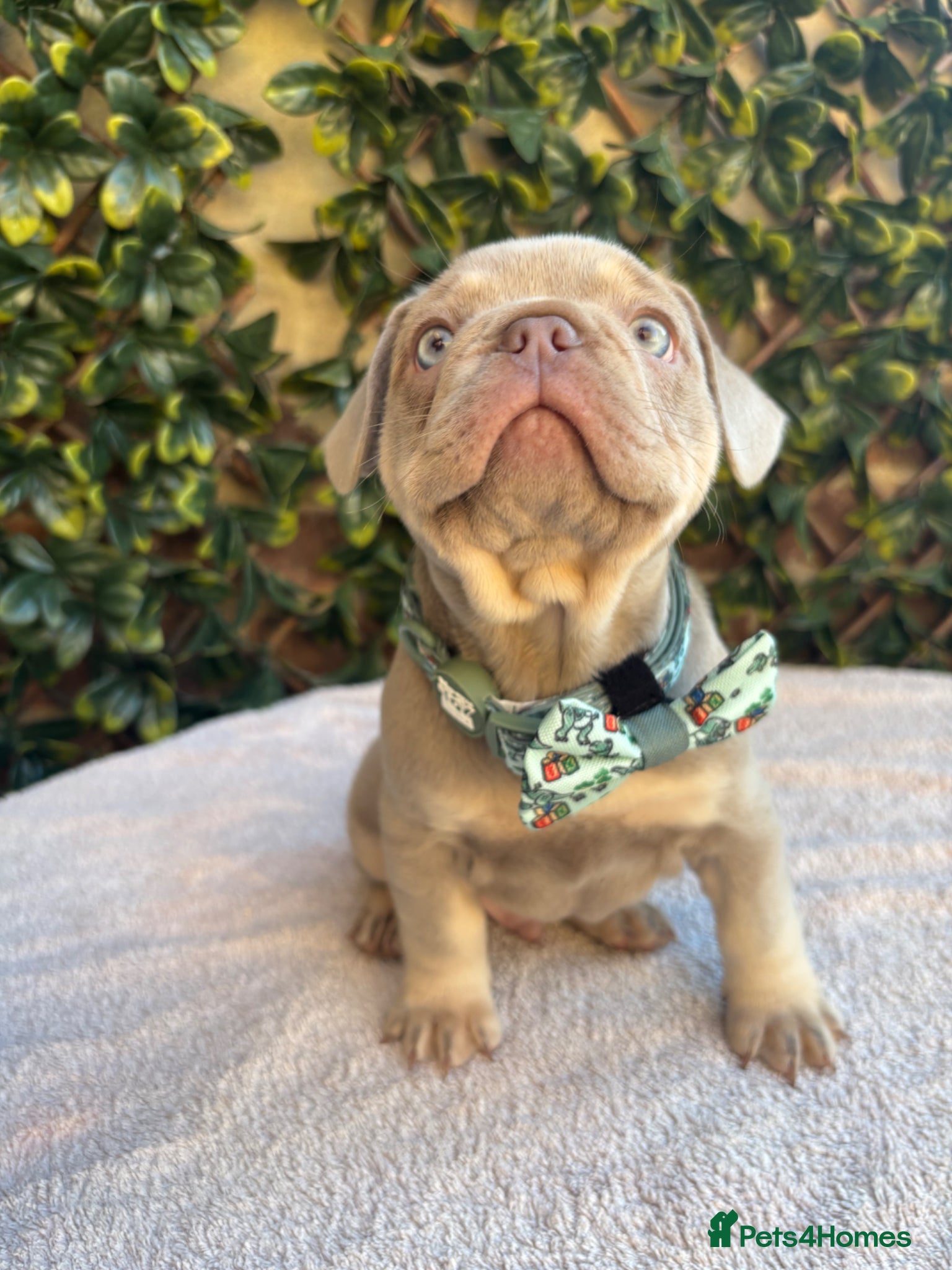 French Bulldog dogs Last of litter of 3 new shade French bulldog pup - Advert 15
