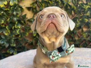 French Bulldog dogs Last of litter of 3 new shade French bulldog pup - Advert 1