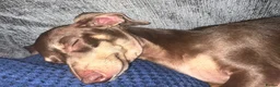 Miniature Dachshund dogs for sale: ⭐️adult⭐️Miniature dachshund  - Advert 2