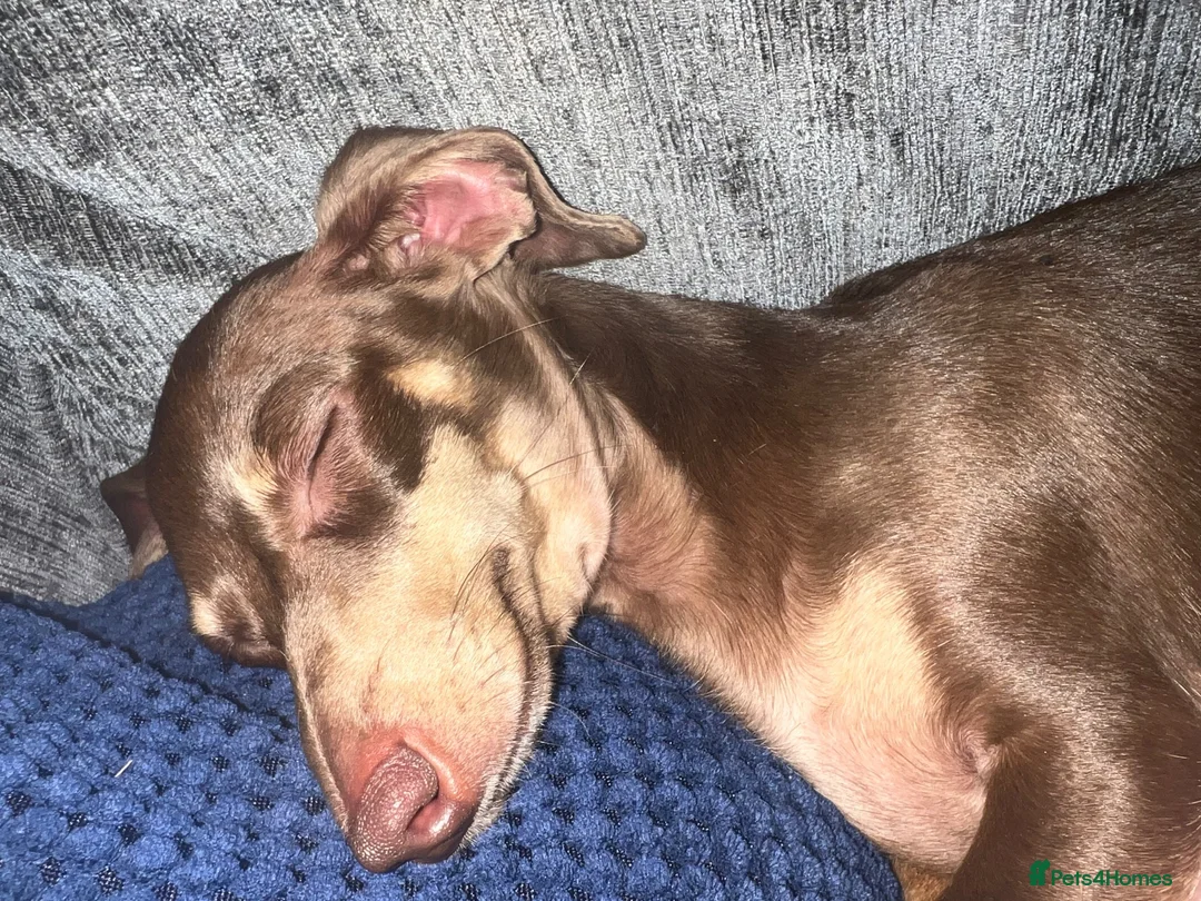 Miniature Dachshund dogs for sale: ⭐️adult⭐️Miniature dachshund  - Advert 2