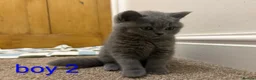 Scottish Fold cats for sale: Scottish fold Kittens  - Advert 7