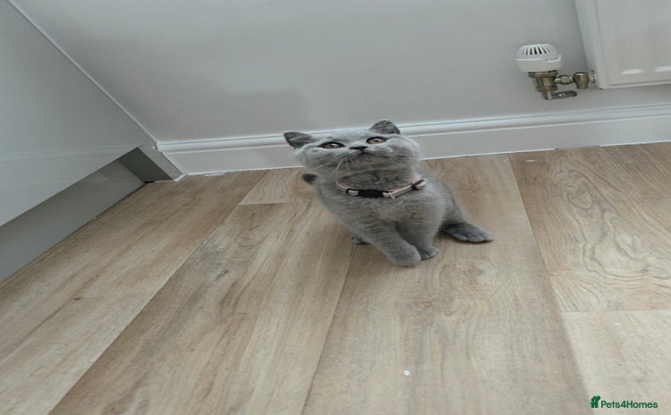 British Shorthair cats - Advert 12