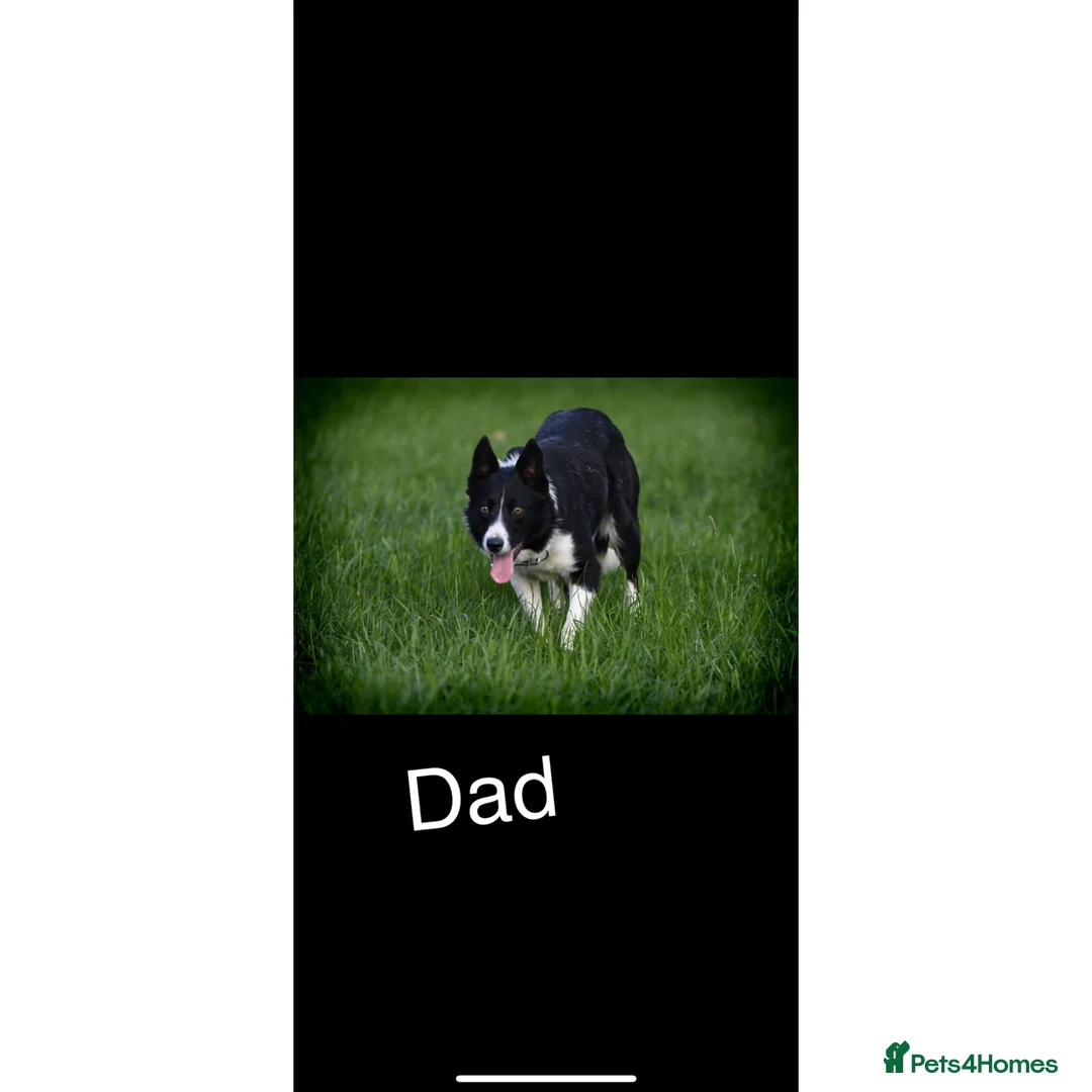 Border Collie dogs for sale: ☀️Stunning Border Collie Puppies☀️ - Advert 14