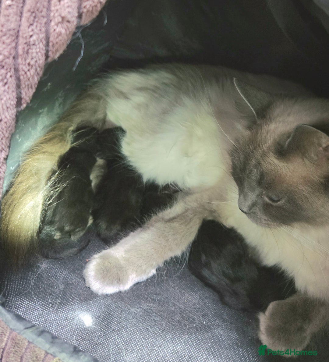 Ragdoll cats for sale: Chunky Ragdoll mix kitten £350.  - Image 4