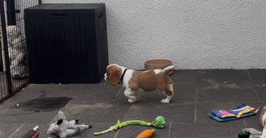 Cavalier King Charles Spaniel dogs - Advert 10