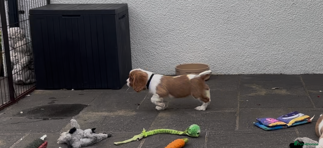 Cavalier King Charles Spaniel dogs for sale: Cavalier King Charles Spaniel  - Image 22