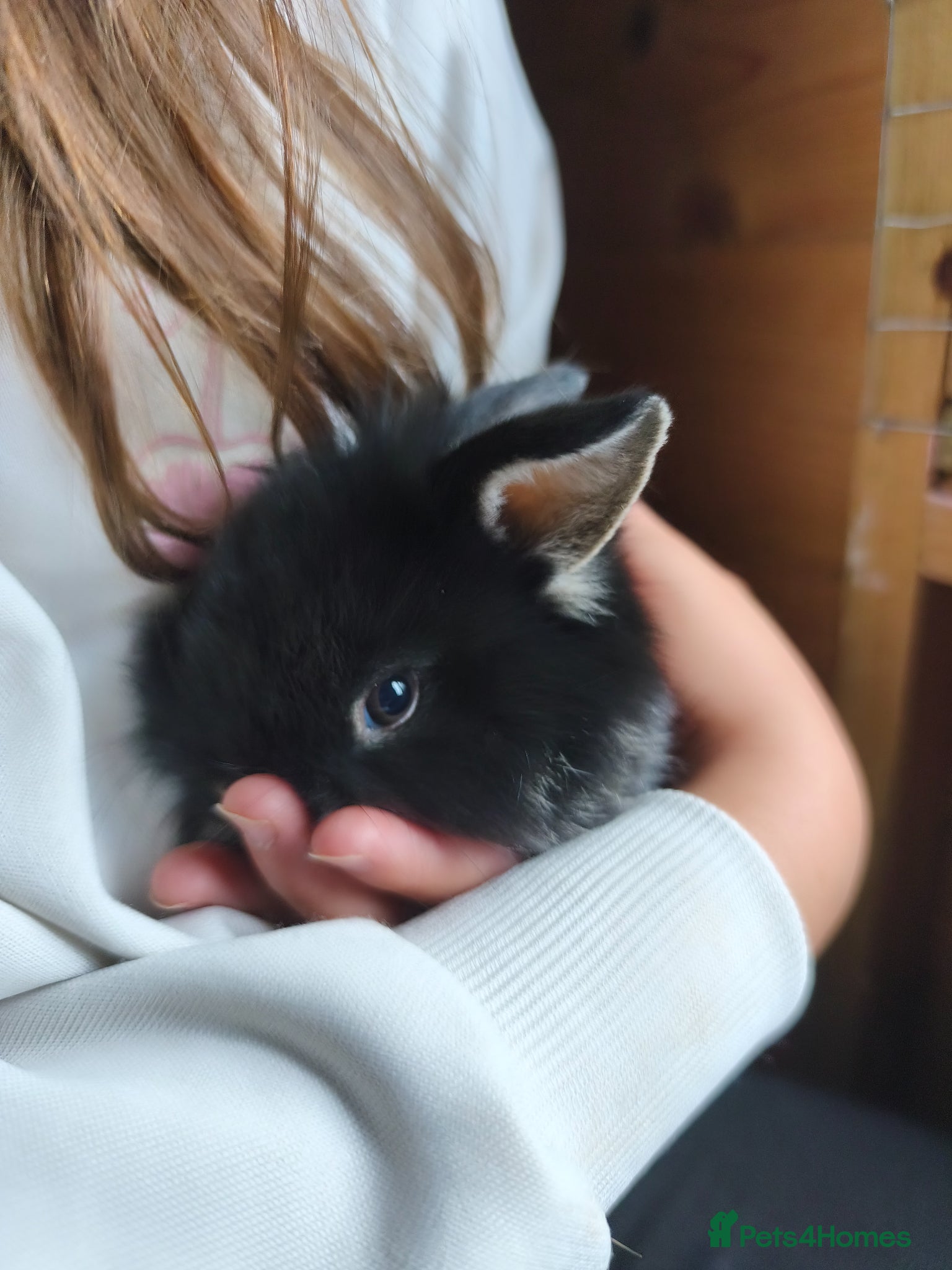 Mini Lop rabbits for sale: Rare Mini Lion Lop Babies for Sale  - Advert 5