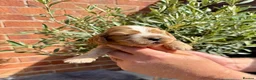 Cocker Spaniel dogs for sale: Show cocker spaniels  - Advert 7