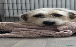 Mixed Breed dogs for adoption: Harley 💙 ( & brother Hershey )  - Advert 3