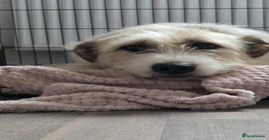 Mixed Breed dogs Harley 💙 ( & brother Hershey )  - Advert 7