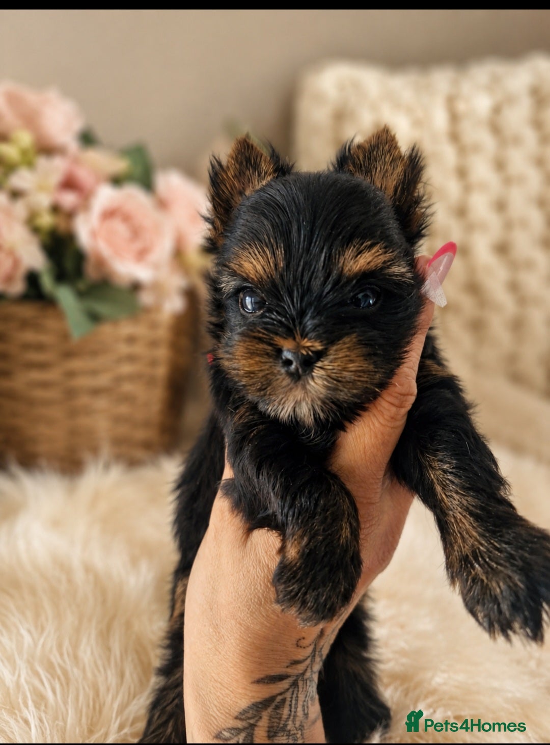 Yorkshire Terrier dogs Yorkshire Terrier - Advert 2