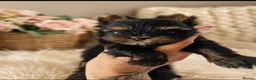 Yorkshire Terrier dogs for sale: 3 Tiny Yorkie Boys – Vaccinated & Ready - Advert 22