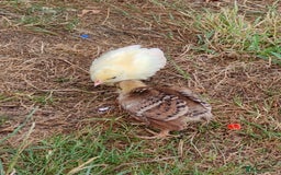 Peafowl poultry for sale: 3 Pea Chicks - Image 6