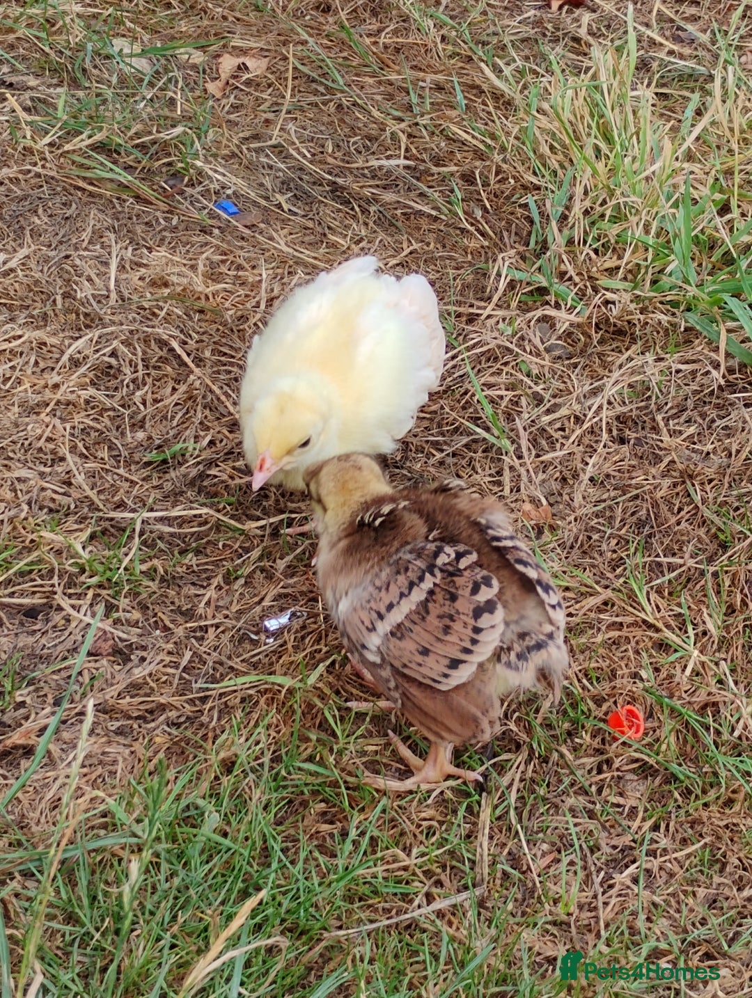 Peafowl poultry for sale: 3 Pea Chicks - Image 6
