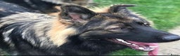 German Shepherd dogs for stud: Chase,  KC Registered German Shepard  in Diss - Advert 3