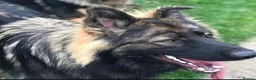 German Shepherd dogs for stud: Chase,  KC Registered German Shepard  in Diss - Advert 3