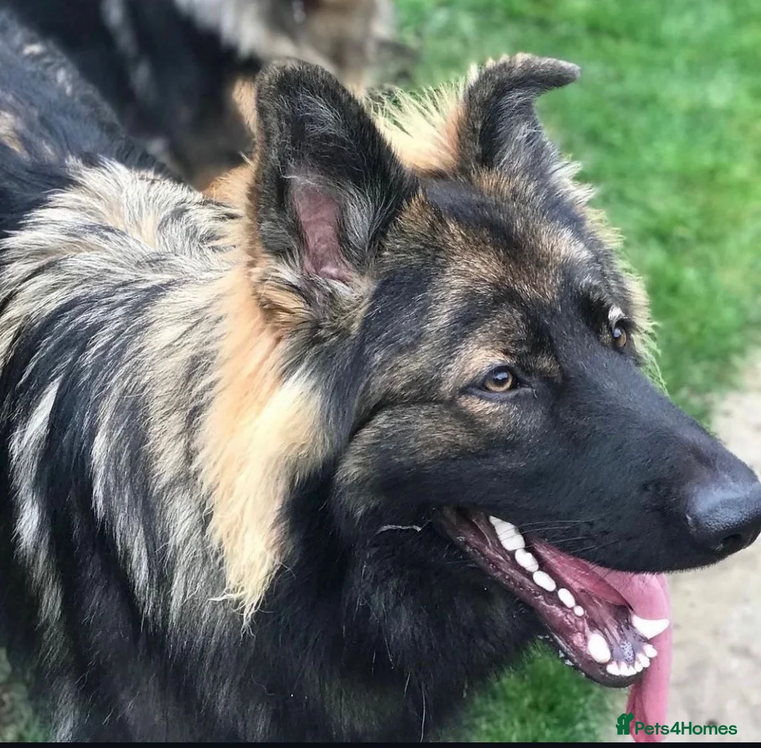 German Shepherd dogs for stud: Chase,  KC Registered German Shepard  in Diss - Advert 3