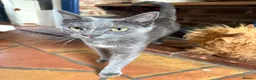 Russian Blue cats for sale: Part Russian Blue 1 Year Old Female (Olive) in Eye - Advert 3