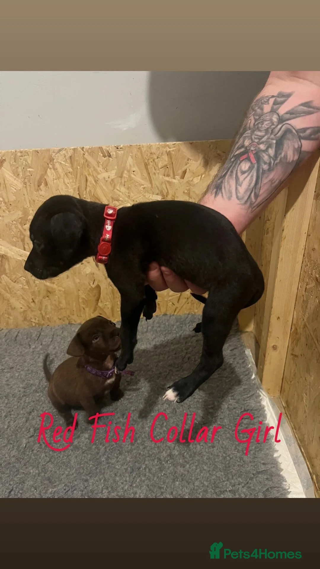 Mixed Breed dogs for sale: 2 Lurcher x Staffy pups left - READY TO LEAVE! - Advert 17