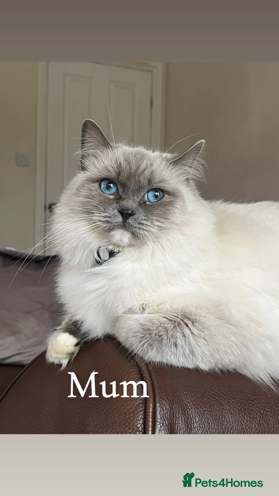 Ragdoll cats for sale: LAST HALF RAGDOLL KITTEN LEFT 🌸 - Advert 4